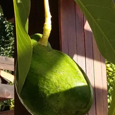 Sakin Vadi Winehouse Oda ve Kahvaltı 3*